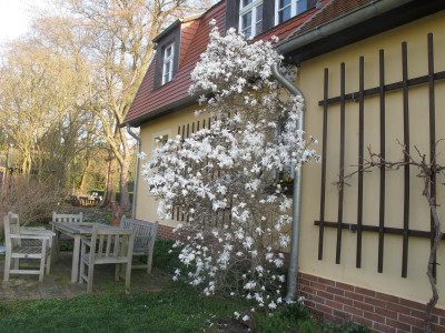 stellata 31.3.17 ue.JPG