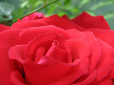 Rosen_rot_12.09.06_004-.jpg