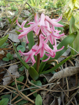 2017-03-30 12.29.24.jpg