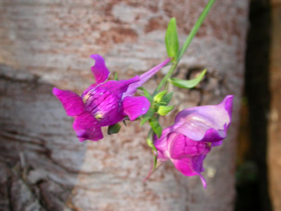 Linaria_trionorophora.jpg