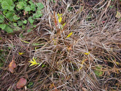 Hemerocallis_minor_26.11.06.jpg