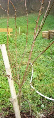 birnenbaum.jpg