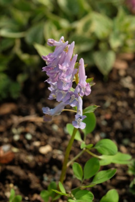 C.fumariifolia.JPG