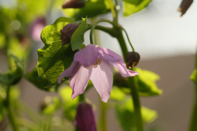 Ranzania japonica.JPG