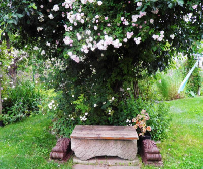 Polstjärnan pauls himalayan Musk.JPG