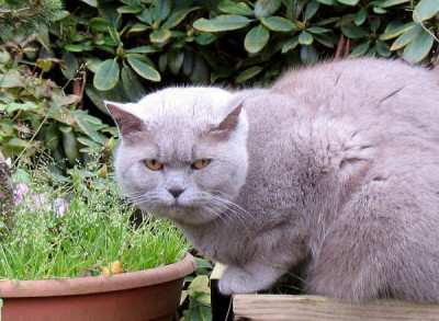new_badcat.jpg