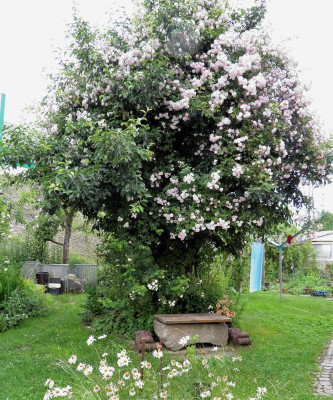 Pauls Himalayan Musk Hab2.JPG