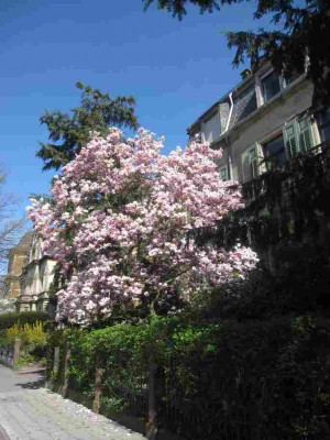 MagnolienVorgaerten.jpg