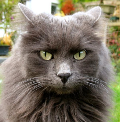 new_I_love_this_cat.jpg