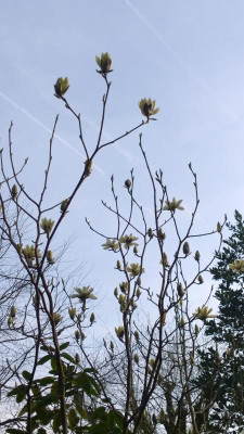 WP_20170331_141 Magnolia sprengeri var.elongata.jpg