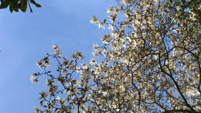 WP_20170331_123 Magnolia kobus.jpg