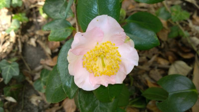 WP_20170331_099 Camellia japonica Tabaruzaka.jpg