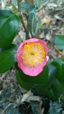 WP_20170331_080 Camellia japonica Kazue No Tsuki.jpg