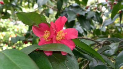 WP_20170331_078 Camellia japonica rusticana Yukibata Tsubaki.jpg