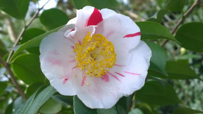 WP_20170331_072 Camellia japonica Yamato Nishiki.jpg