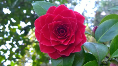 WP_20170331_041 Camellia X Black Lace.jpg