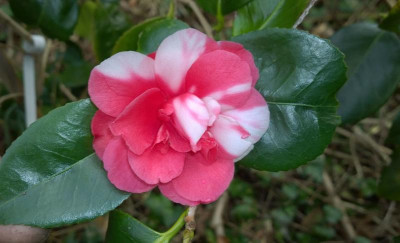 WP_20170331_017 Camellia japonica Gen.Coletti.jpg