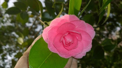 WP_20170331_026 Camellia japonica Mrs.Tinsley.jpg