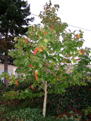 Magnolie_unbek_habitus.jpg