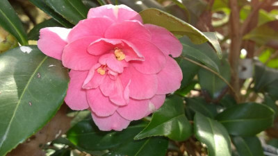 WP_20170331_006 Camellia X Egao Corksrew.jpg
