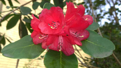 WP_20170331_002 Rhododendron thomsonii ssp. thomsonii Balbirnie.jpg