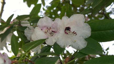 WP_20170331_009 Rhododendron selense.jpg