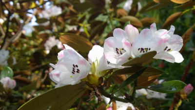 WP_20170331_013 Rhododendron wasonii var.rhadodactylum.jpg