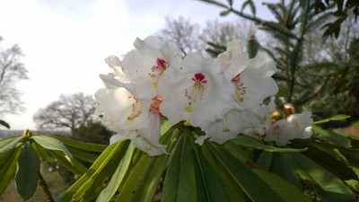 WP_20170331_023 Rhododendron calophytum C.5021.jpg