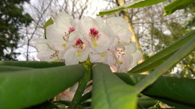WP_20170331_088 Rhododendron asterochnoum C&H 7051.jpg