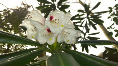 WP_20170331_054 Rhododendron asterochnoum C&H 7051.jpg