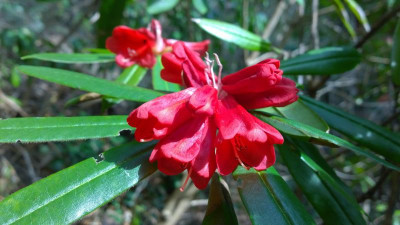 WP_20170331_089 Rhododendron strigillosum CH7035.jpg