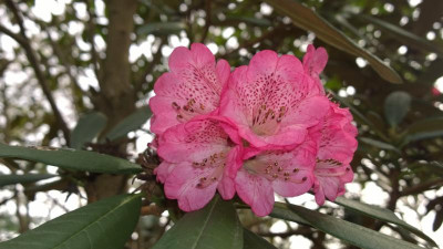 WP_20170331_064 Rhododendron arboreum ssp. cinnamomeum var. roseum Bu124.jpg