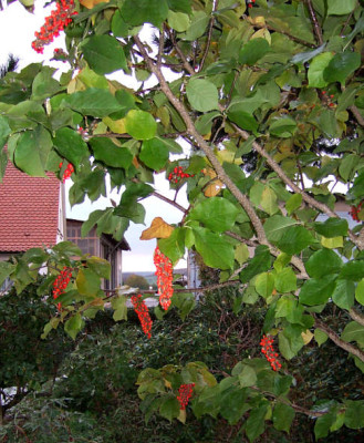 Magnolia_unbek_detail.jpg