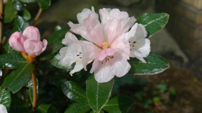 WP_20170331_027 Rhododendron tsariense Yum Yum.jpg