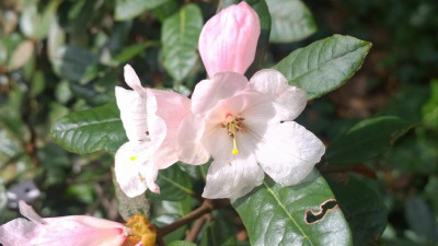 WP_20170331_029 Rhododendron tsariense  .jpg