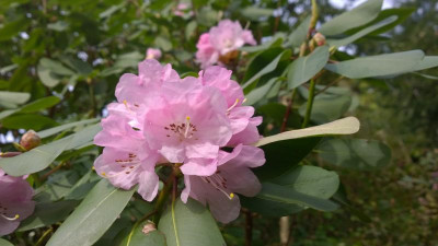 WP_20170331_052 Rhododendron oreodoxa var.oreodoxa.jpg