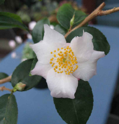 27.11.06._Camellia_Snow_Drop__001.JPG