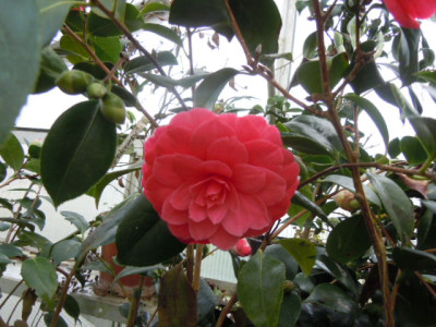 spring dream.JPG