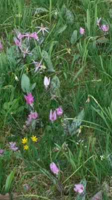 BoGa Erythronium dens canis_20170331_180813.jpg