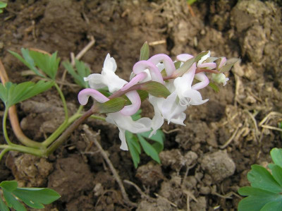 corydalis 003.JPG