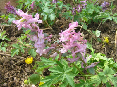 corydalis 004.JPG