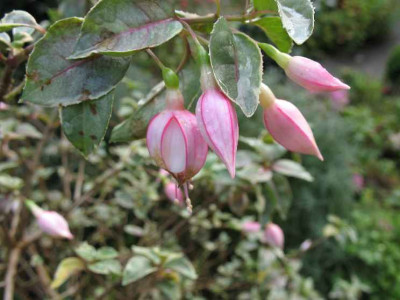 27.11.06._Fuchsia_Jack_Stanway_025.JPG