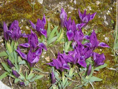 Iris_pumila-Garten.JPG
