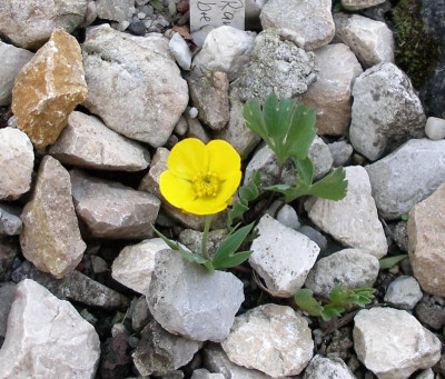 Ranunculus brevifolius 31.03.17.JPG