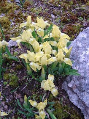 I._pumila-Garten.JPG