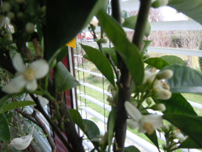 orangenblüten.JPG