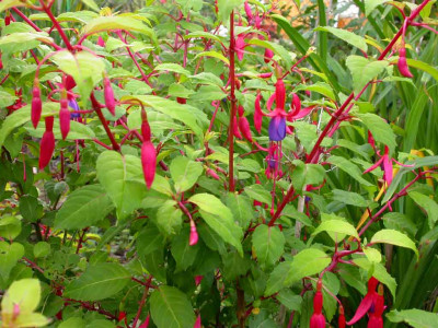 Fuchsia_Genii.jpg