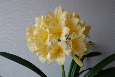 gelb blühende Klivie Nr. 2 - Blüte - 1.4.2017.jpg