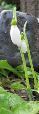 27.11.06._Galanthus_elwesii_J_Haydn__023.JPG