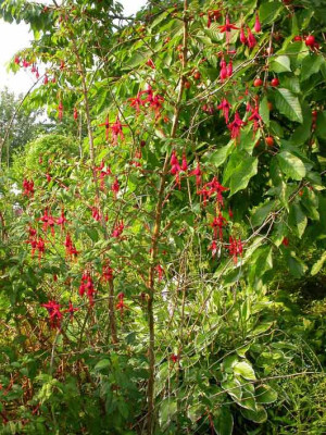 Fuchsia_magellanica_Hybride.jpg